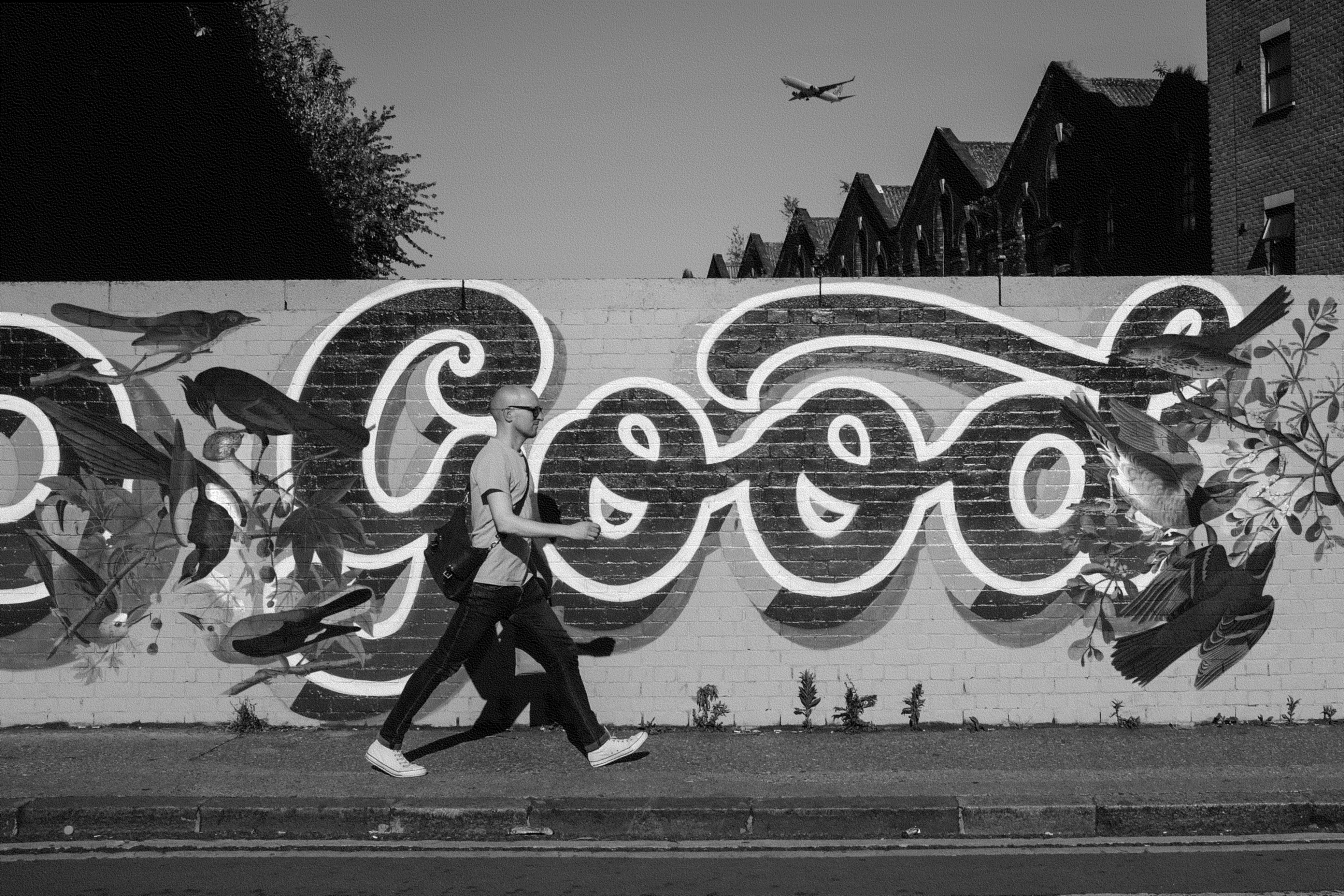 photo montage of painted birds on a street wall and a plane in the sky, with a guy passing by